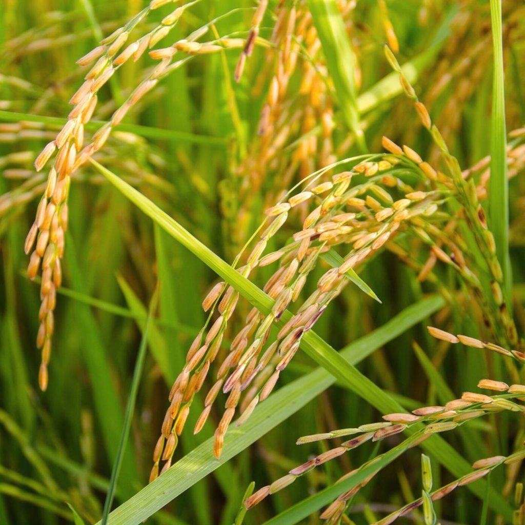 Cultivo de Arroz